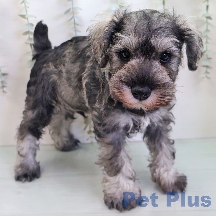 ミニチュア・シュナウザーの写真2