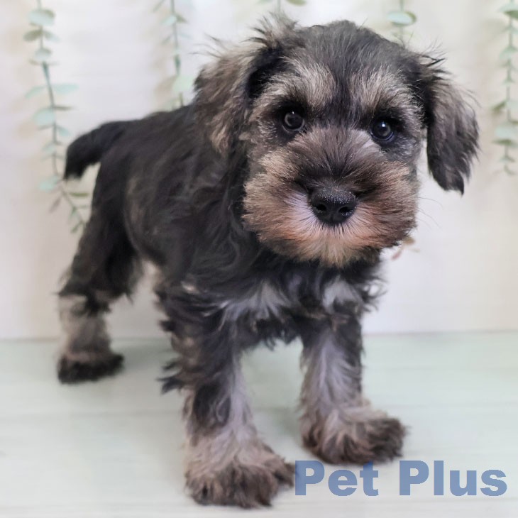 福岡県のミニチュアシュナウザー (ペットプラス 八幡東店/2025年12月6日生まれ/男の子/ソルトペッパー)の子犬の1枚目の画像