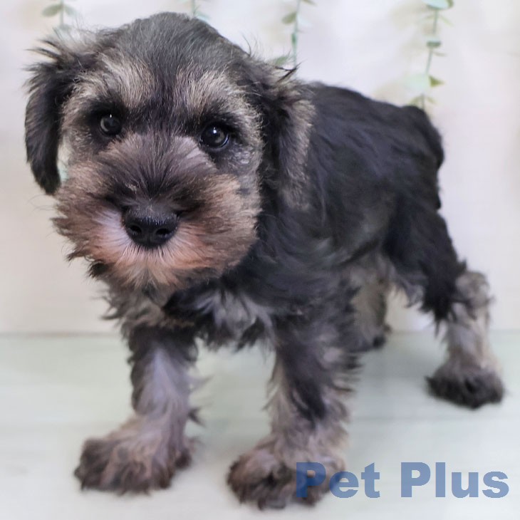 福岡県のミニチュアシュナウザー (ペットプラス 八幡東店/2025年12月6日生まれ/男の子/ソルトペッパー)の子犬の2枚目の画像