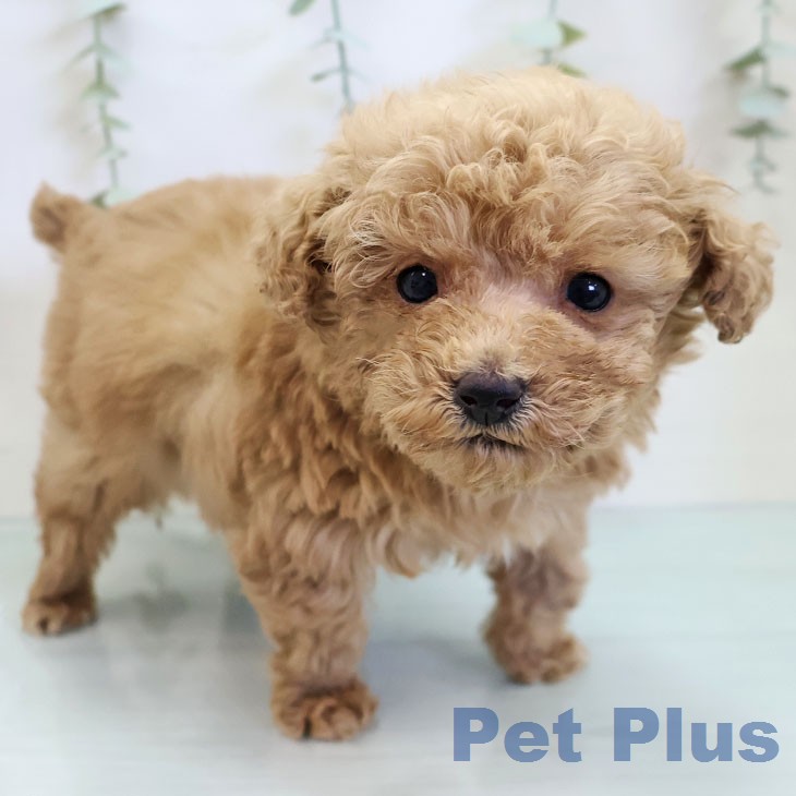 福岡県のトイプードル(トイ) (ペットプラス 香椎浜店/2025年12月10日生まれ/男の子/アプリコット)の子犬の1枚目の画像