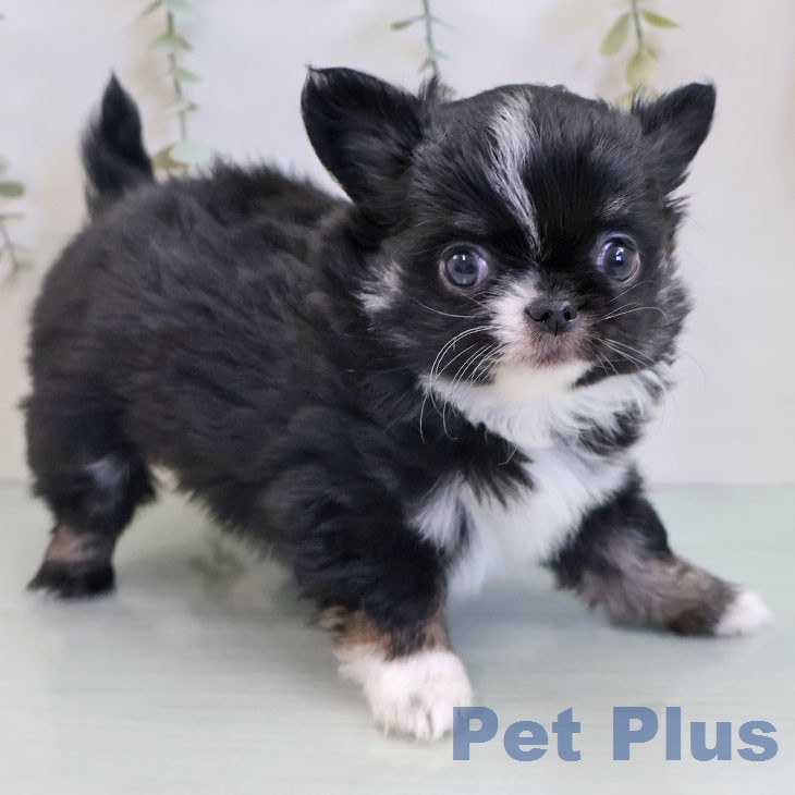 宮崎県のチワワ(ロング) (ペットプラス 宮崎店/2025年12月10日生まれ/女の子/ブラックタンホワイトマーキングス)の子犬の2枚目の画像