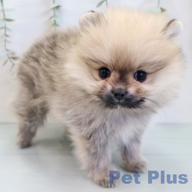 福岡県のポメラニアン (ペットプラス 八幡東店/2025年12月10日生まれ/女の子/オレンジ)の子犬の1枚目の画像