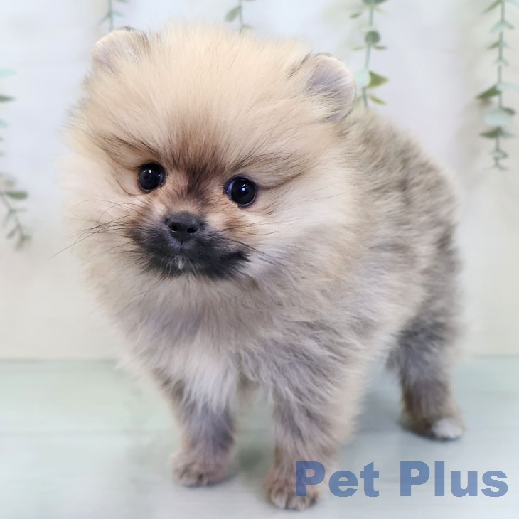 福岡県のポメラニアン (ペットプラス 八幡東店/2025年12月10日生まれ/女の子/オレンジ)の子犬の2枚目の画像