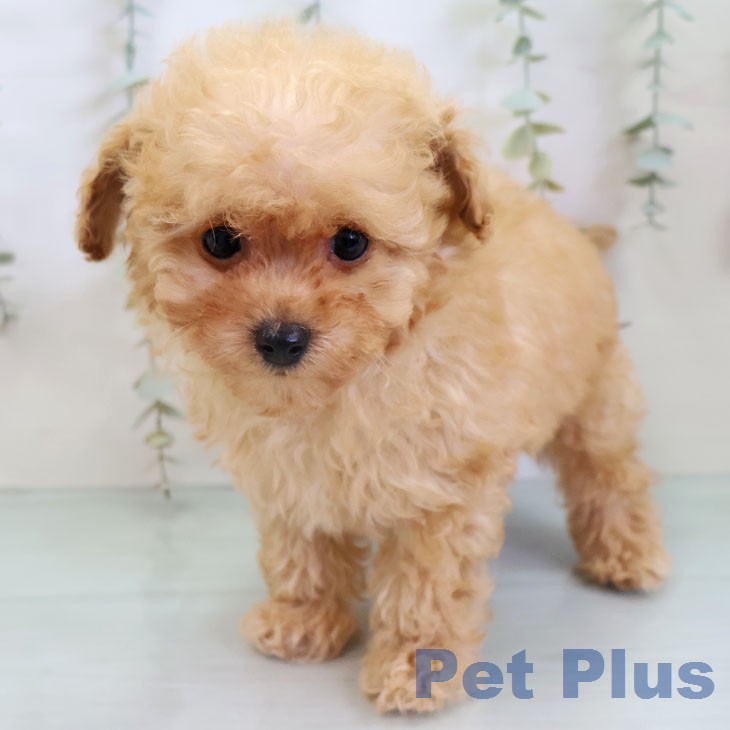 トイ・プードルの写真2