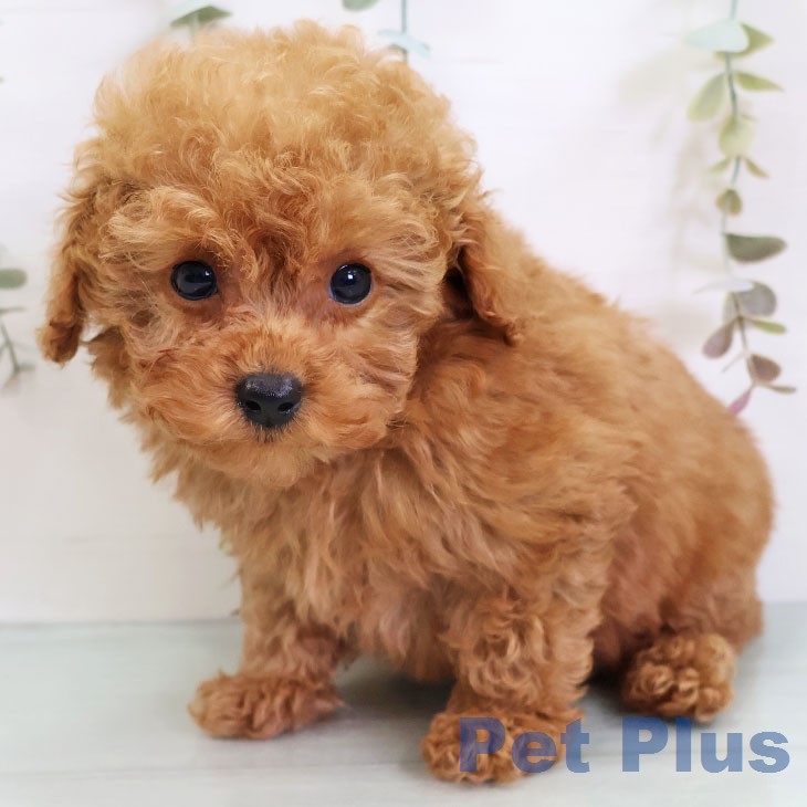 福岡県のトイプードル(トイ) (ペットプラス MARK IS 福岡ももち店/2025年12月6日生まれ/女の子/レッドフォーン)の子犬の2枚目の画像