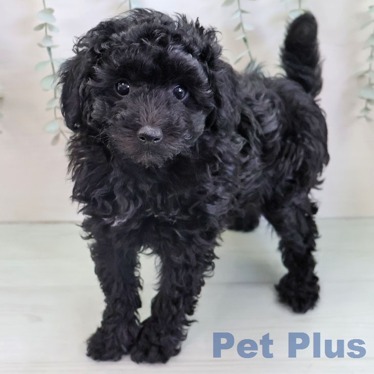 福岡県のトイプードル(トイ) (ペットプラス 黒崎店/2025年12月10日生まれ/男の子/ブラック)の子犬の1枚目の画像