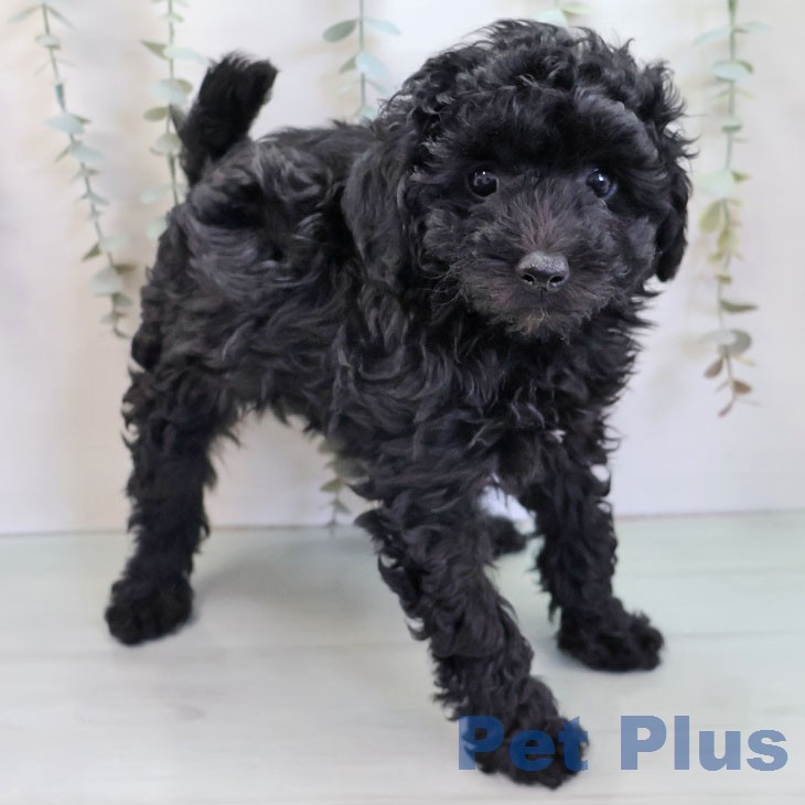 福岡県のトイプードル(トイ) (ペットプラス 黒崎店/2025年12月10日生まれ/男の子/ブラック)の子犬の2枚目の画像