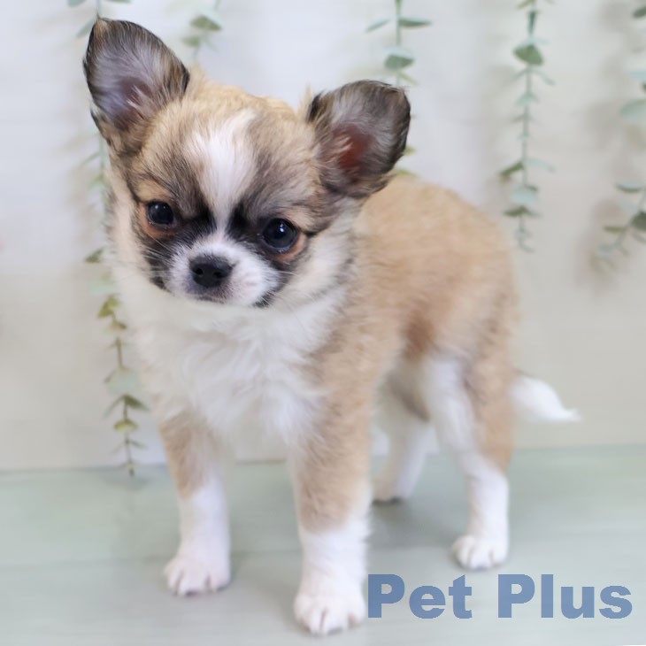 福岡県のチワワ(ロング) (ペットプラス 香椎浜店/2025年12月10日生まれ/男の子/フォーンホワイト)の子犬の2枚目の画像