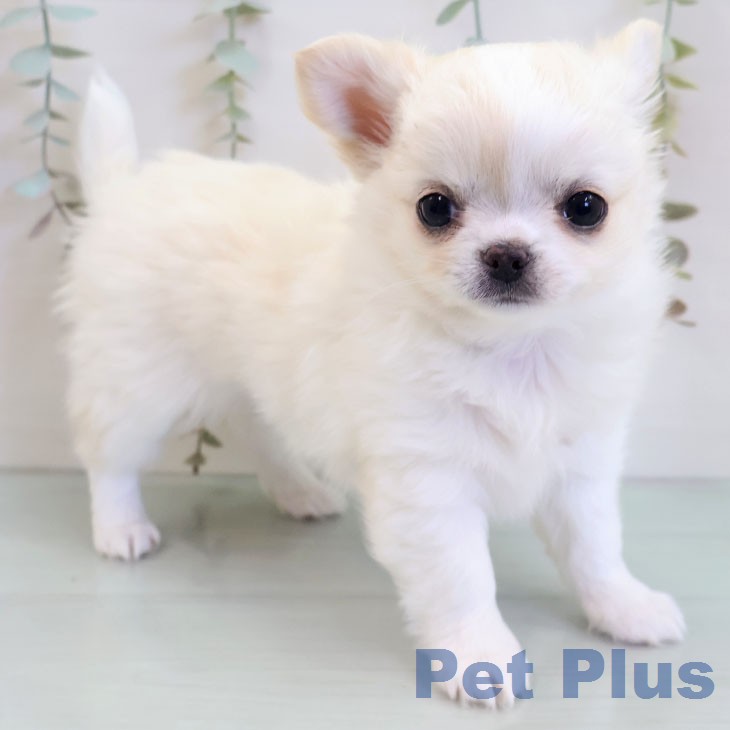 福岡県のチワワ(ロング) (ペットプラス 小倉南店/2025年12月10日生まれ/男の子/クリームホワイト)の子犬の1枚目の画像