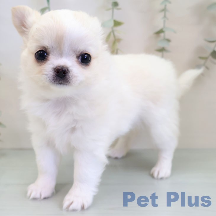 福岡県のチワワ(ロング) (ペットプラス 小倉南店/2025年12月10日生まれ/男の子/クリームホワイト)の子犬の2枚目の画像