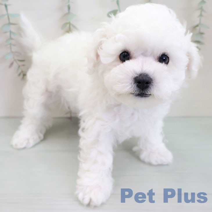 沖縄県のビションフリーゼ (ペットプラス 沖縄ライカム店/2025年11月19日生まれ/男の子/ホワイト)の子犬の1枚目の画像