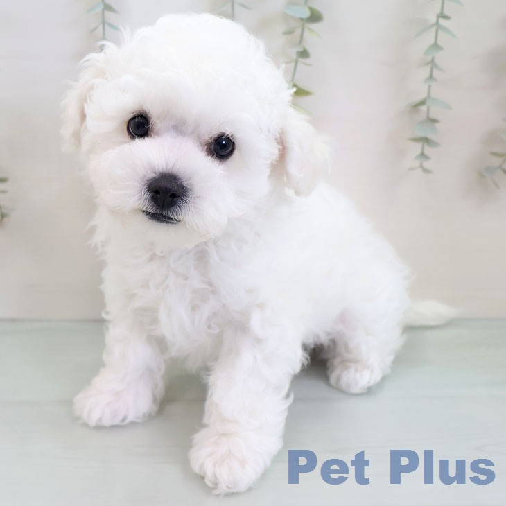 沖縄県のビションフリーゼ (ペットプラス 沖縄ライカム店/2025年11月19日生まれ/男の子/ホワイト)の子犬の2枚目の画像