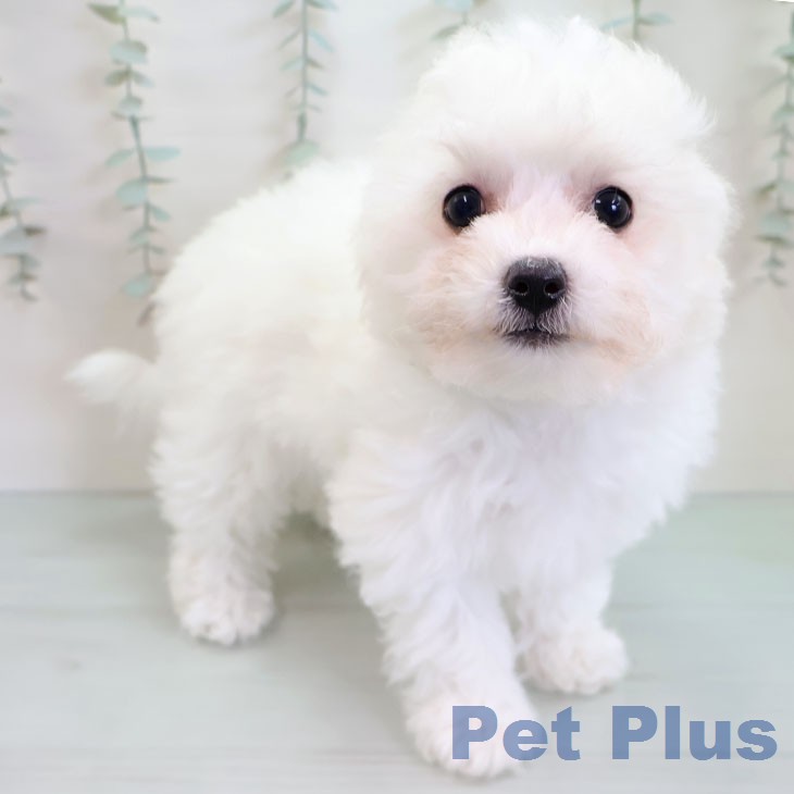 福岡県のビションフリーゼ (ペットプラス MARK IS 福岡ももち店/2025年11月19日生まれ/女の子/ホワイト)の子犬の1枚目の画像