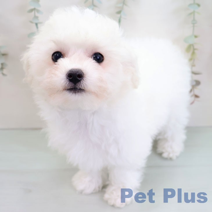 福岡県のビションフリーゼ (ペットプラス MARK IS 福岡ももち店/2025年11月19日生まれ/女の子/ホワイト)の子犬の2枚目の画像