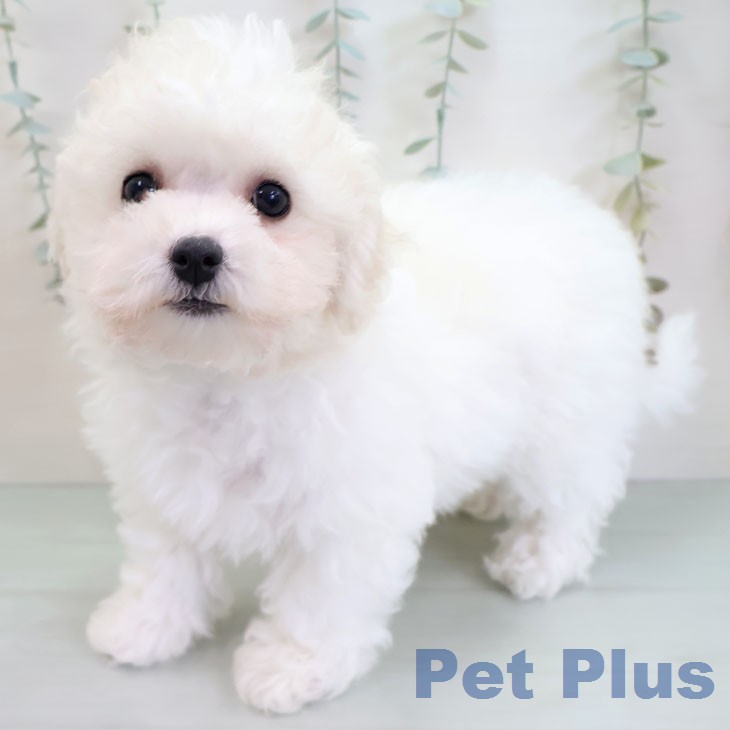 福岡県のビションフリーゼ (ペットプラス 香椎浜店/2025年11月19日生まれ/女の子/ホワイト)の子犬の2枚目の画像