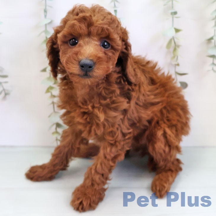 福岡県のトイプードル(トイ) (ペットプラス MARK IS 福岡ももち店/2025年12月9日生まれ/男の子/レッド)の子犬の1枚目の画像