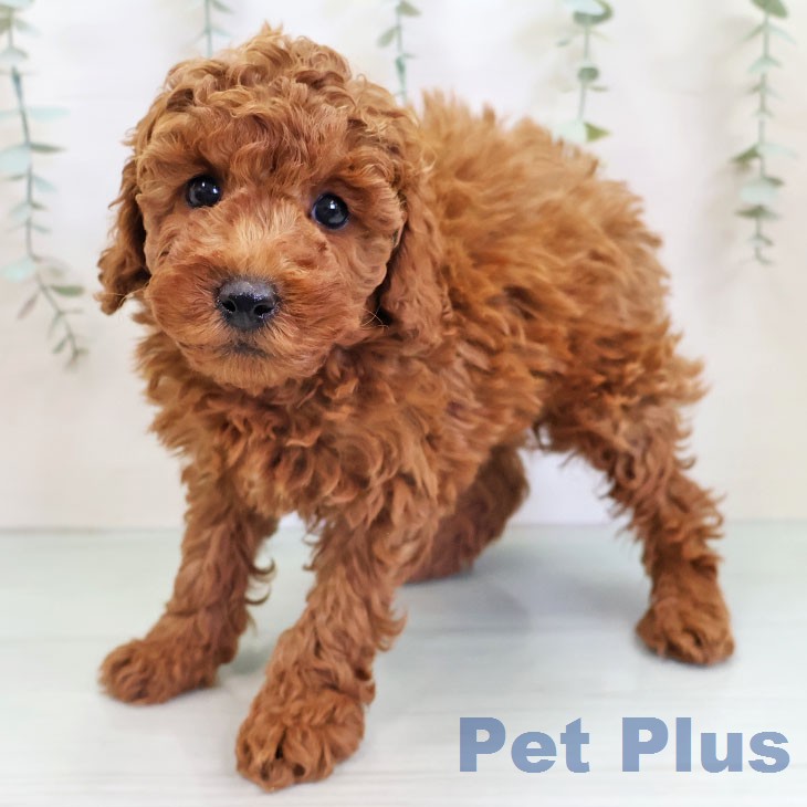 福岡県のトイプードル(トイ) (ペットプラス 八幡東店/2025年12月9日生まれ/女の子/レッド)の子犬の1枚目の画像