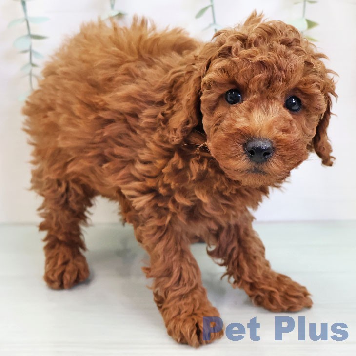 福岡県のトイプードル(トイ) (ペットプラス 八幡東店/2025年12月9日生まれ/女の子/レッド)の子犬の2枚目の画像