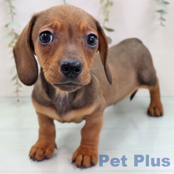 ミニチュア・ダックスフンド