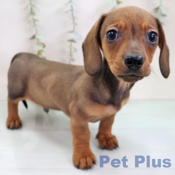ミニチュア・ダックスフンドの写真2