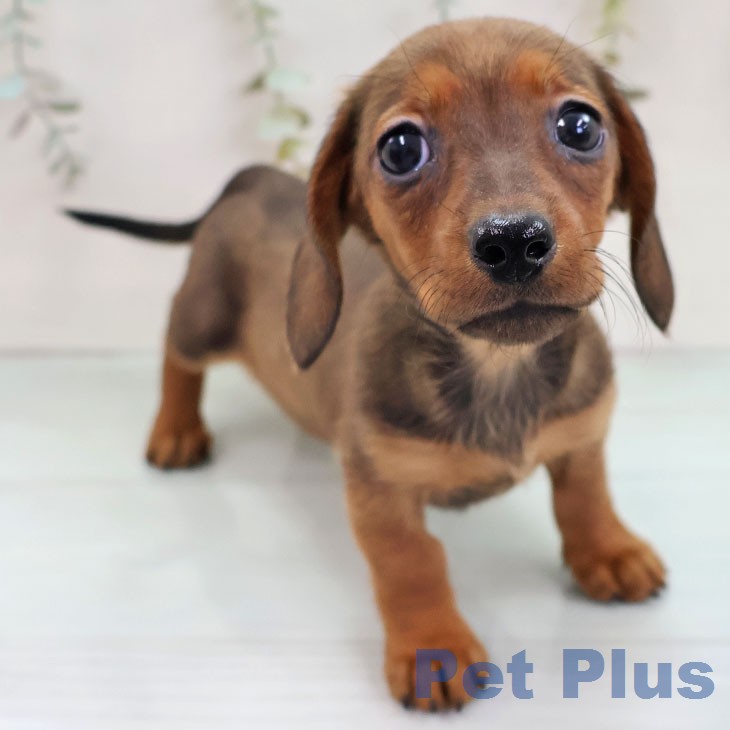 ミニチュア・ダックスフンドの写真2