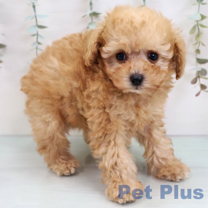 福岡県のトイプードル(トイ) (ペットプラス 八幡東店/2025年12月9日生まれ/男の子/アプリコット)の子犬の1枚目の画像