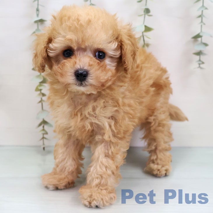 福岡県のトイプードル(トイ) (ペットプラス 八幡東店/2025年12月9日生まれ/男の子/アプリコット)の子犬の2枚目の画像