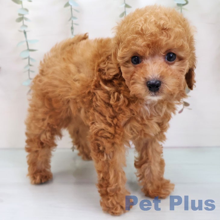 トイ・プードル