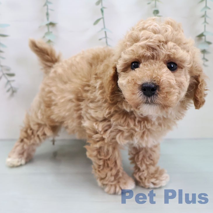 トイ・プードルの写真2