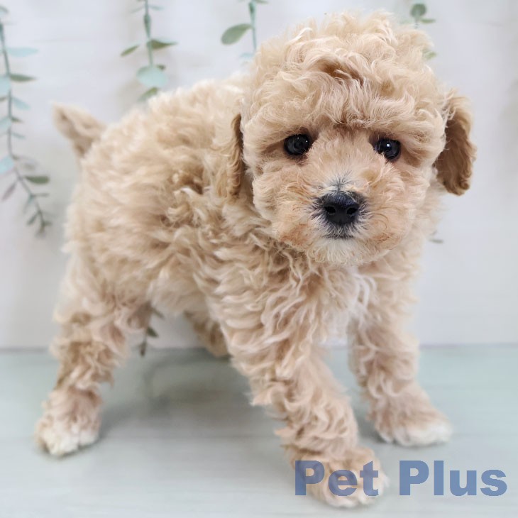 トイ・プードル