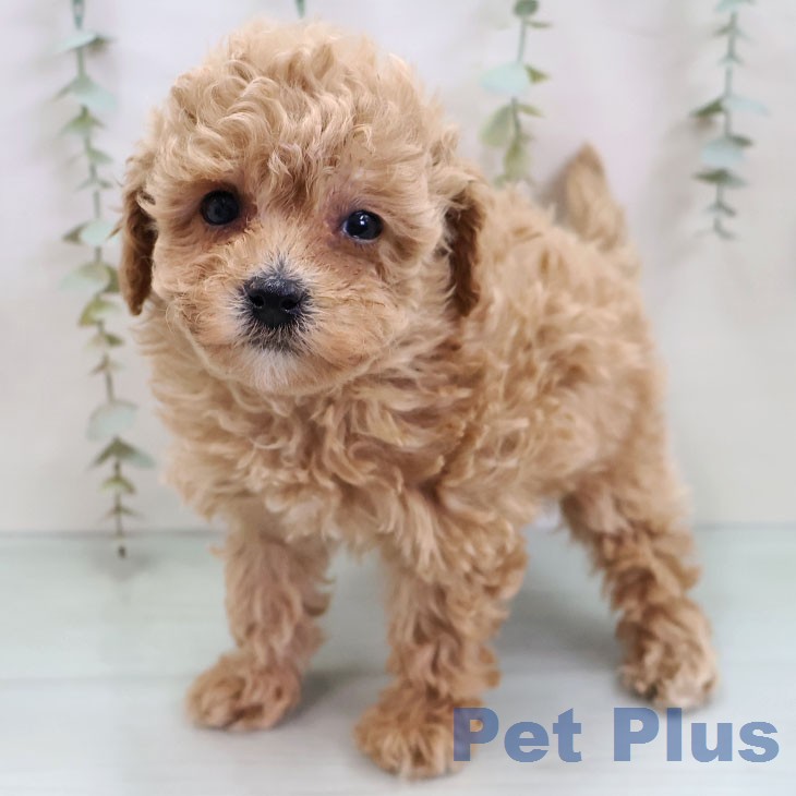 トイ・プードルの写真2