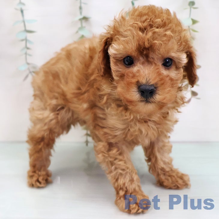 福岡県のトイプードル(トイ) (ペットプラス ららぽーと福岡店/2025年12月3日生まれ/男の子/レッド)の子犬の1枚目の画像