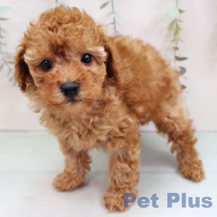 福岡県のトイプードル(トイ) (ペットプラス ららぽーと福岡店/2025年12月3日生まれ/男の子/レッド)の子犬の2枚目の画像