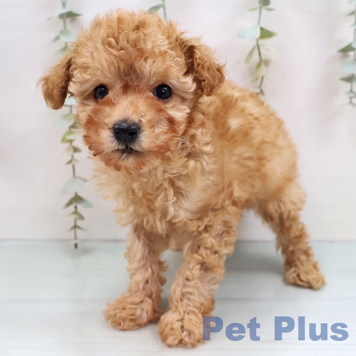 福岡県のトイプードル(トイ) (ペットプラス 八幡東店/2025年12月3日生まれ/女の子/アプリコット)の子犬の1枚目の画像
