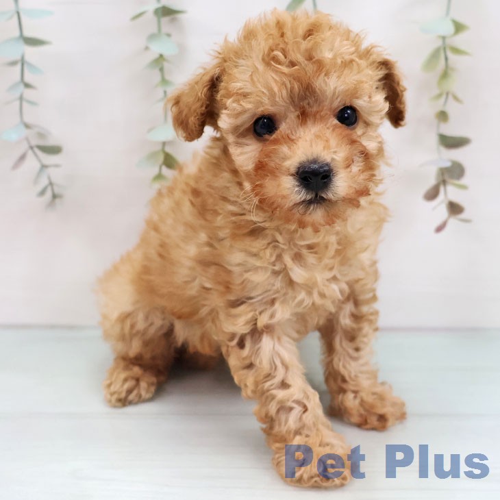 福岡県のトイプードル(トイ) (ペットプラス 八幡東店/2025年12月3日生まれ/女の子/アプリコット)の子犬の2枚目の画像