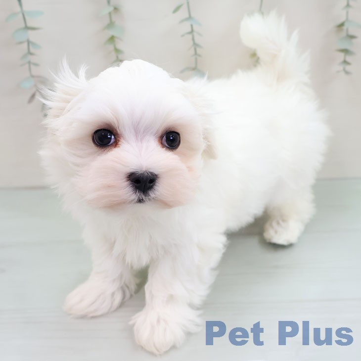 マルチーズの写真2