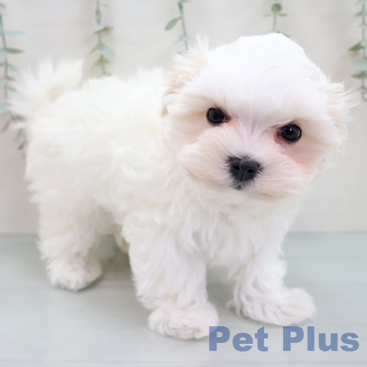 マルチーズの写真2