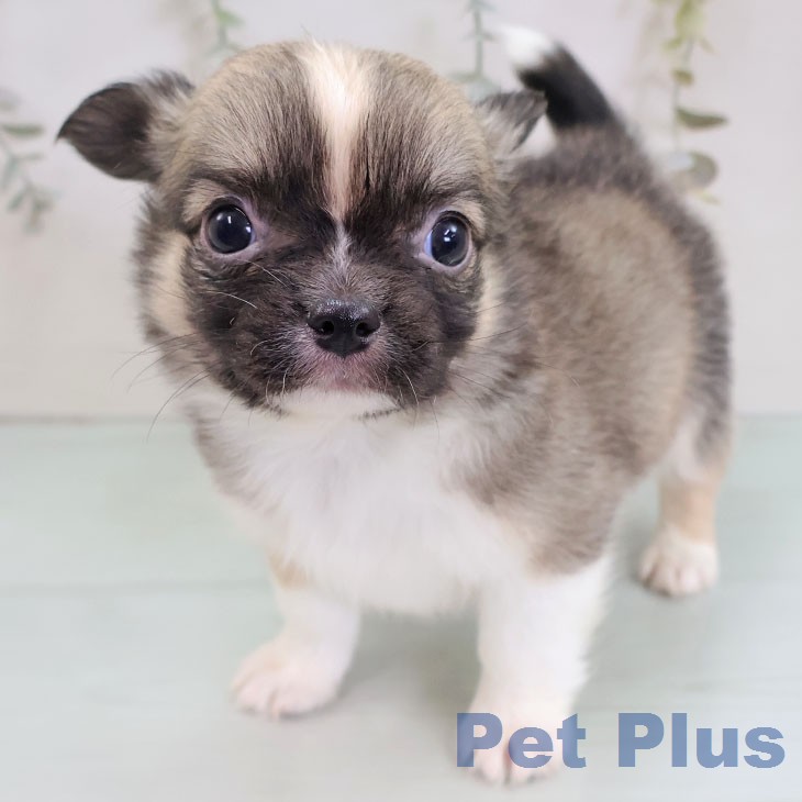 福岡県のチワワ(ロング) (ペットプラス MARK IS 福岡ももち店/2025年12月11日生まれ/男の子/フォーンホワイト)の子犬の1枚目の画像