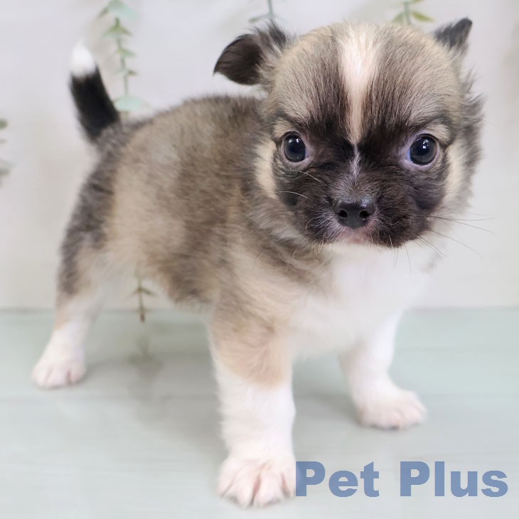 福岡県のチワワ(ロング) (ペットプラス MARK IS 福岡ももち店/2025年12月11日生まれ/男の子/フォーンホワイト)の子犬の2枚目の画像