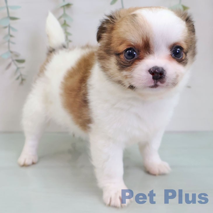 熊本県のチワワ(ロング) (ペットプラス 熊本店/2025年12月11日生まれ/女の子/ホワイトレッド)の子犬の1枚目の画像
