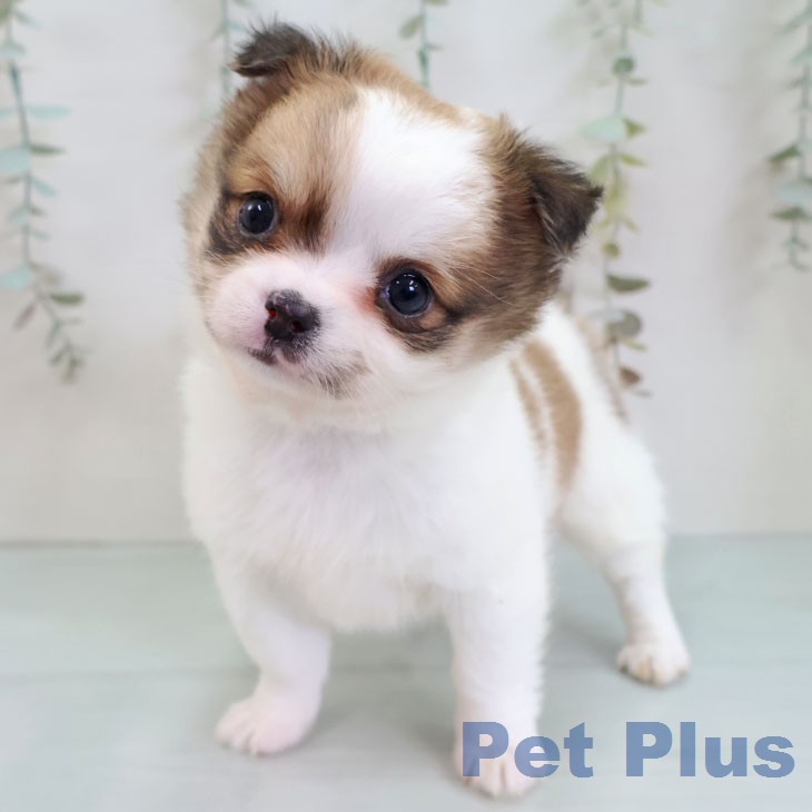 熊本県のチワワ(ロング) (ペットプラス 熊本店/2025年12月11日生まれ/女の子/ホワイトレッド)の子犬の2枚目の画像