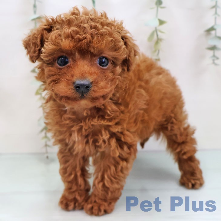 トイ・プードル