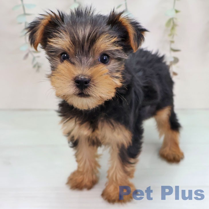 ヨークシャー・テリア