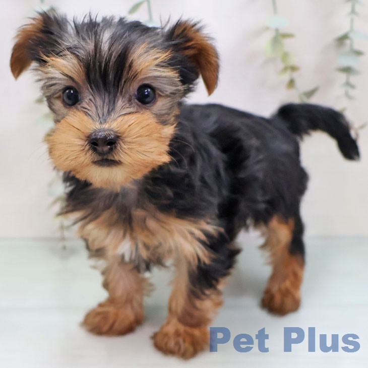 ヨークシャー・テリア