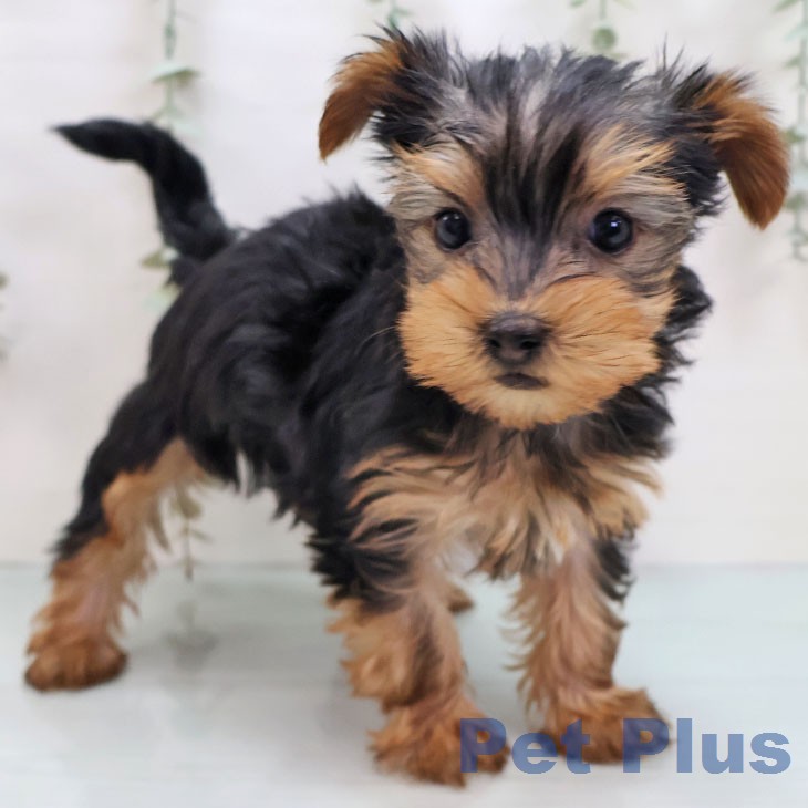 ヨークシャー・テリアの写真2