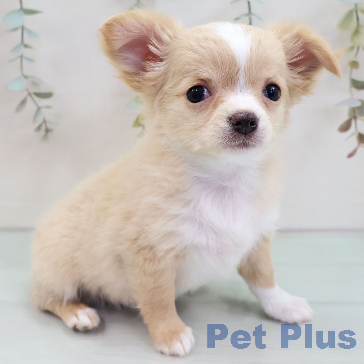 沖縄県のチワワ(ロング) (ペットプラス 沖縄ライカム店/2025年12月11日生まれ/女の子/フォーンホワイト)の子犬の1枚目の画像
