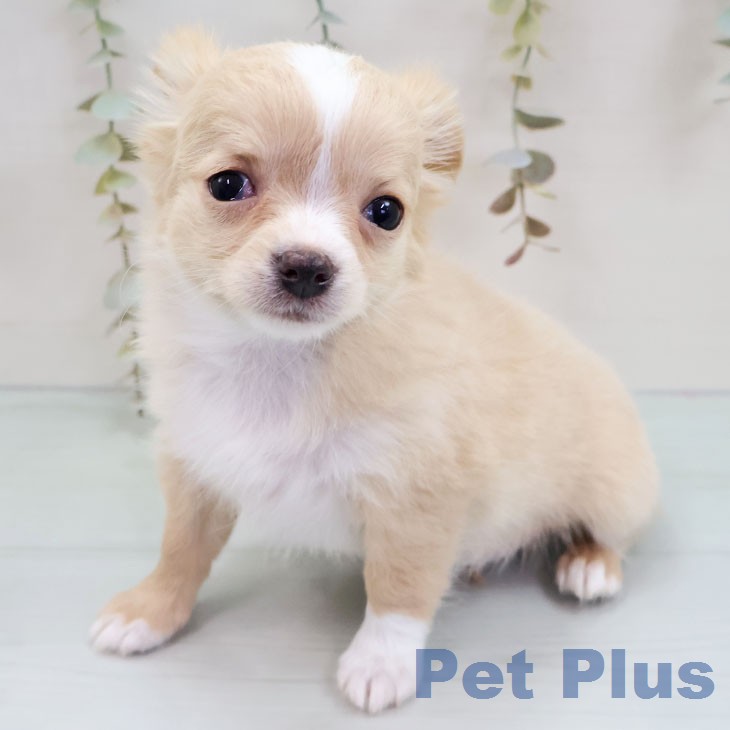 沖縄県のチワワ(ロング) (ペットプラス 沖縄ライカム店/2025年12月11日生まれ/女の子/フォーンホワイト)の子犬の2枚目の画像