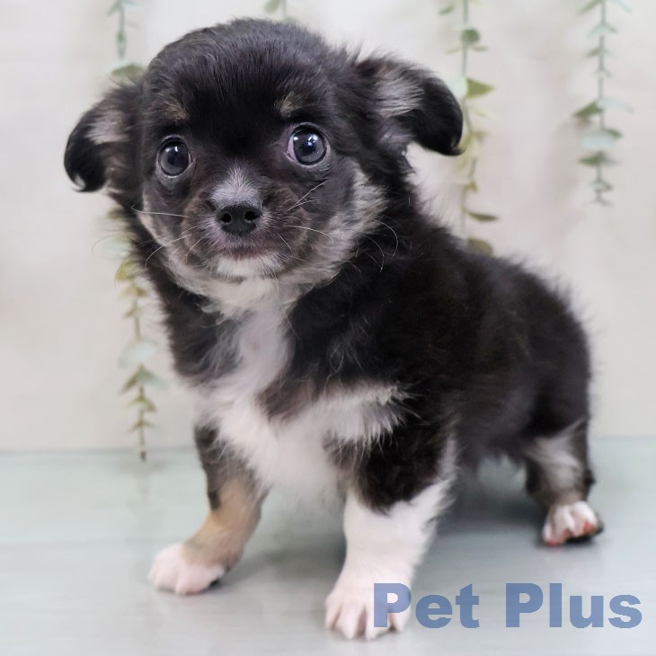 福岡県のチワワ(ロング) (ペットプラス 香椎浜店/2025年12月6日生まれ/男の子/ブラックタンホワイト)の子犬の2枚目の画像