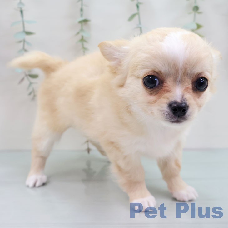 長崎県のチワワ(ロング) (ペットプラス 長崎店/2025年12月6日生まれ/女の子/クリームホワイト)の子犬の2枚目の画像