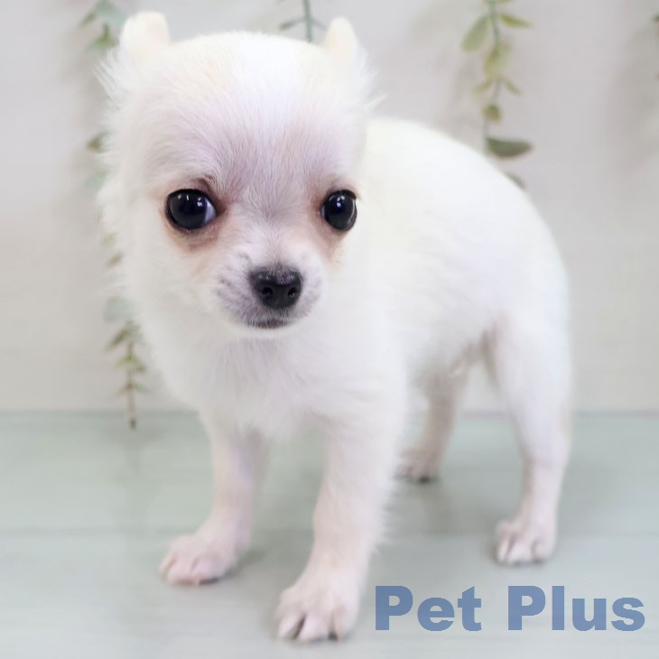 福岡県のチワワ(ロング) (ペットプラス 八幡東店/2025年12月8日生まれ/女の子/クリームホワイト)の子犬の1枚目の画像